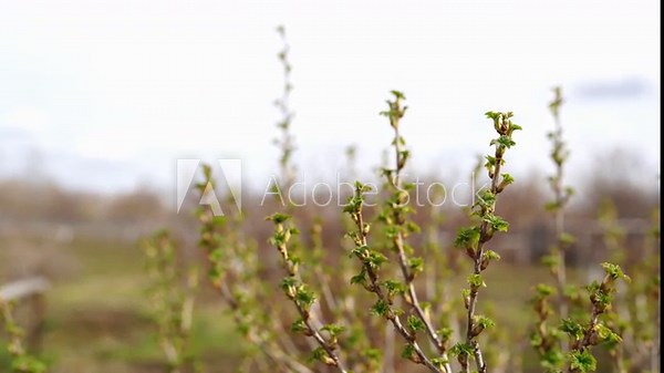 Budding trees. Tree buds. Tree branches covered with buds. Tree care. Early spring, selective focus.