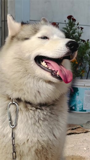 Discover the Adorable World of Siberian Huskies