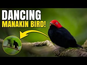 Unveil the Red-Capped Manikin's Magical Moonwalk Dance!