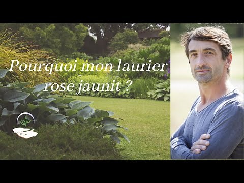 😯 Why is my oleander turning yellow?