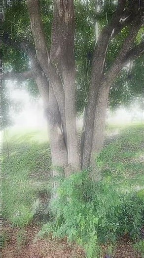 DXM 350mg Trip Simulation #drugexperience #alteredperception #drugtrip