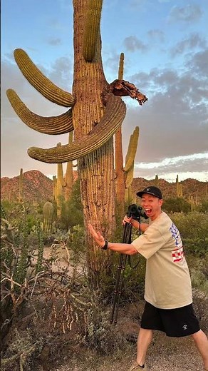 🇺🇸アメリカの巨大サボテンだ💥🌵🤯⚠️ #海外旅行 #travelvlog