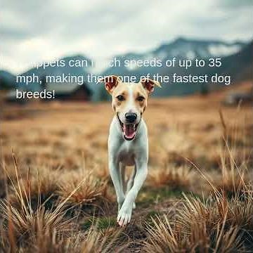 Whippets can reach speeds of up to 35 mph, making them one of the fastest dog breeds!