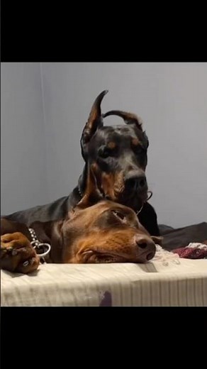 New movie #doberman #workingdogs #dogtrainer