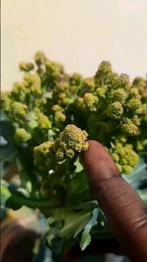 Growing Romanesco broccoli at home [TIMELAPSE]