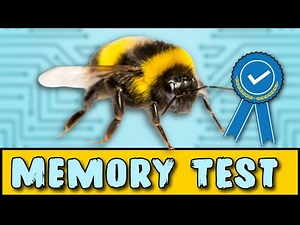 Bees Are WAY Smarter Than We Thought and Scientists Are Shocked!