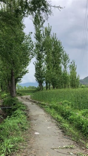 crow singing, relaxing, beautiful nature #shorts #crow #sin
