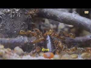 Ants vs Termites: Key Differences Explained!