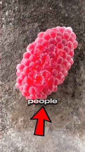 Why are People Crushing these Snail Eggs? 🤔🥚