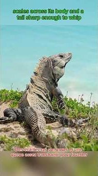 You wont believe how Iguanas protect themselves against preys from above.
