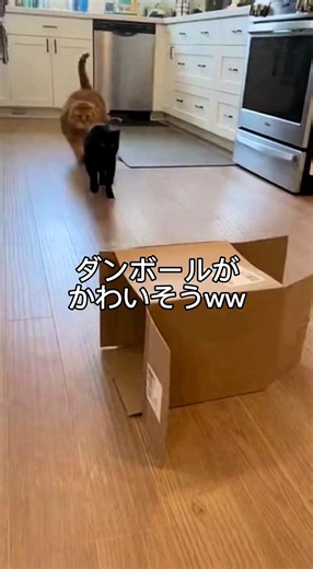 ぷよぷよなおなかでかわいいww #fyp #おすすめ #animals #可愛い動物 #cat | Cute Cat