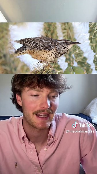 Rare Desert Bird Vagrancy in Colorado Explained