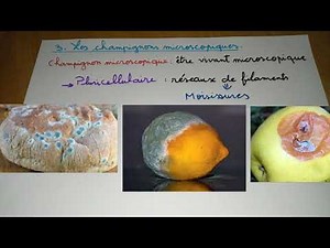 Microorganisms or microbes - part 1/2