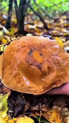Holding shiny autumn mushroom, crisp rhythm of morning forest craft