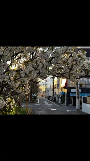 TikTokでYAPOOさんをチェック！