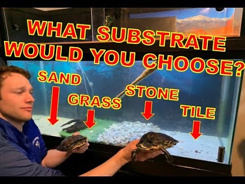 Best Turtle Tank Substrates? - Shelling Out the Basics