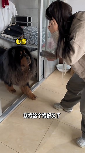85K views · 1.1K reactions | “小咪”这只显眼包，偷吃又被我抓了哈哈哈！藍 #dog #pets #萌宠 #藏獒 #加布 #狗狗 #宠物 #shortsvideo #可爱 | 藏獒加布 | Facebook