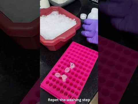 Viral RNA/DNA Extraction and Quantification