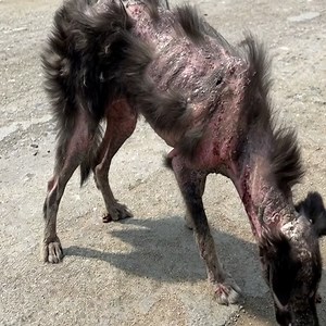 Even in the gloom of a shadowy backstreet, this stray dog's willpower shone through. Every step he took was a testament to incredible resilience. Despite the scars of hardship, his determined gaze was a silent promise: he would survive. | Pets Lover 1