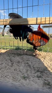 Radio | Sycamore Valley Game Fowl Farm