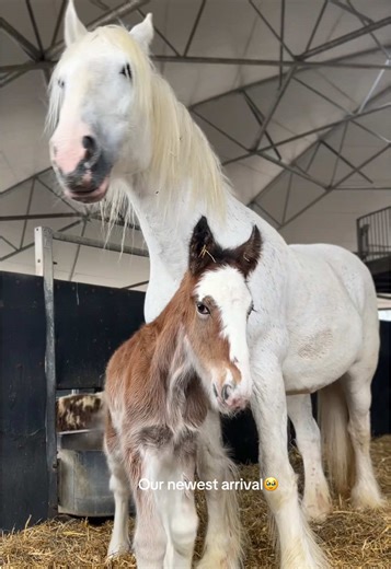 A great big Shire filly foal from experienced mum Silver🩶 #horses #horse #shirehorse #farm #fyp