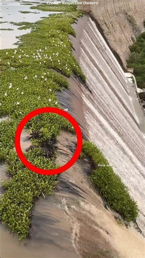 One Small Mistake, Big Disaster! 😱 Dam Water Out of Control #shorts #facts