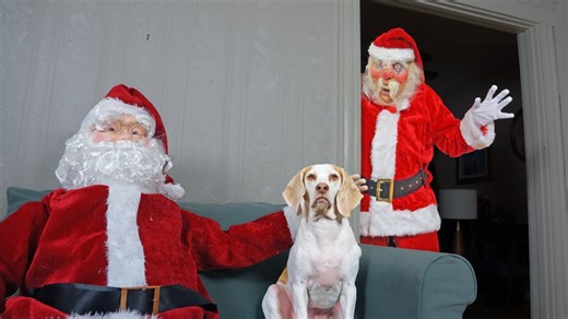 Good and bad Santa prank leaves dogs sniffing around