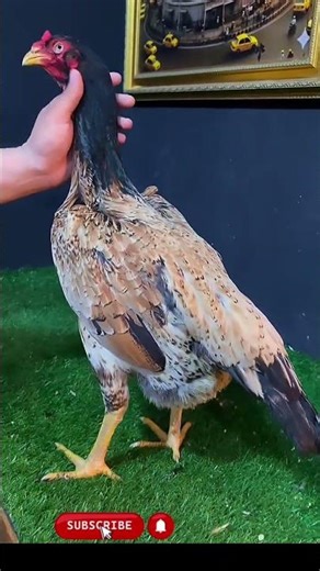 Cleanest Chickens in the World 🐔 | You Won’t Believe This!