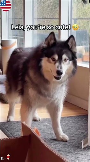 Funny huskies being loud, dramatic, and full ofpersonalityTalking back, random howls#FunnyDogs