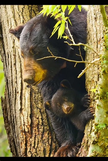Black bear mother gives birth to two cubs during hibernation