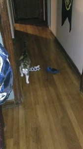 18K views · 419 reactions | "My cat brings me my slippers, but never the matched set" It's the thought that counts... https://imgur.com/gallery/Va9TQ6I | Imgur | Facebook