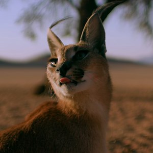 This caracal prefers trick AND treat 🎃😼 With claws splayed like grappling hooks and a vertical jump of about 11 feet, she will do whatever it takes to secure her next meal. #HostilePlanet is now streaming on Disney . | National Geographic Animals