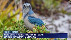 Climate change results in rare hybrid bird between green jay and blue jay: Study