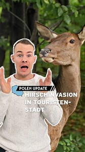 11K views · 61 reactions | Ein Hirsch kommt selten allein – das muss gerade die Stadt Zakopane in Polen erfahren. Der idyllische Touri-Ort in den polnischen Bergen erlebt gerade eine regelrechte Rothirsch-Invasion! Grund für die Waldflucht der Hirsche? Sie fressen die Abfälle der Städter. Daher fordern Anwohner nun die Anschaffung geschlossener Mülleimer. Ob das die Tiere wieder zurück in den Wald bewegt? | rbb24 | Facebook