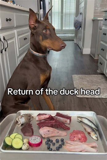 Doberman Enjoys Raw Diet: Duck Head & Whole-Prey Feeding ASMR
