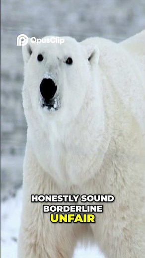 Polar Bears vs. Seals: The Hidden Battle for Survival in the Arctic