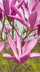 Nossa pequena Magnolia liliiflora foi plantada há 3 anos, toda florida e linda.#magnólia #flores | Pássaros, insetos, árvores, e flores