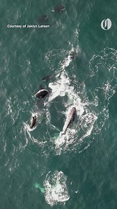 45K views · 1.5K reactions | Local photographers Jaklyn Larsen and...