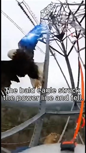 Wildlife Expert Rescues Bald Eagle from Power Line Electrocution