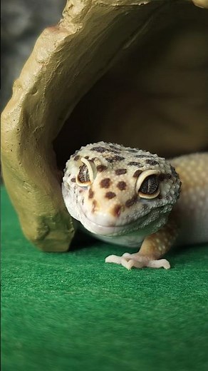 Leopard gecko or gecko? 🦎 Which lizard is best for a beginner?