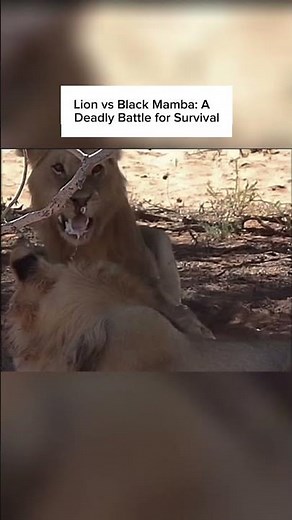Lion vs Black Mamba: A Deadly Battle for Survival #wildlife #lion #animals