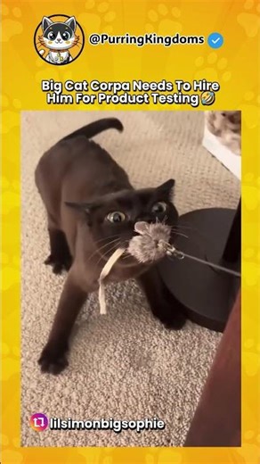 This cat is the product tester king 🤣