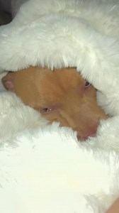 Goodnight everyone 💤 #puppy #fyp #pitbull | Hemiboy