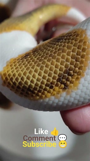 Silhouette our Enchi Super leopard Pied Het Clown Ball Python #silhouette #pieds #clown #ballpython