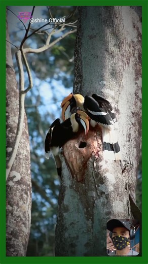Mother Hornbill Feeding Chick Inside Tree 🐣🌳 #Shorts #GreatHornbill #Hornbill #WildlifeShorts