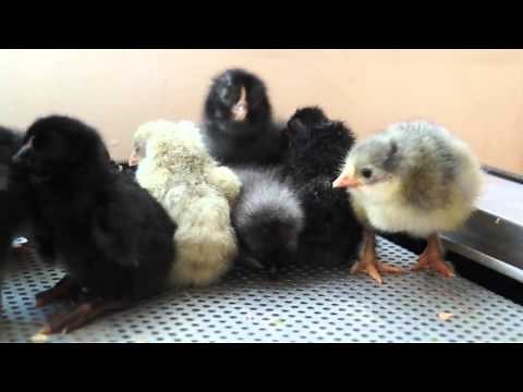 Pollitos recién nacidos - LITTLE CHICKEN