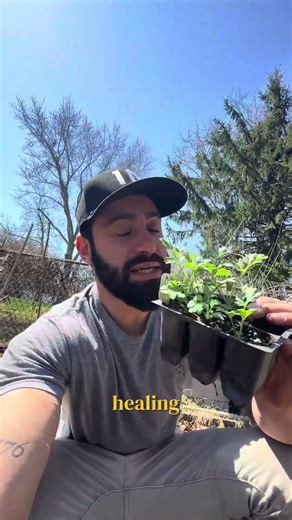 Growing My Own Medicine - Wormwood (Digestion Aid)