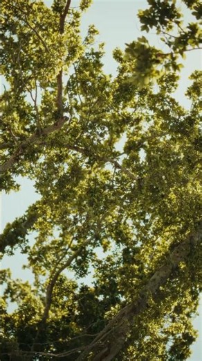 Shot on DZOFilm Vespid Prime Lenses.