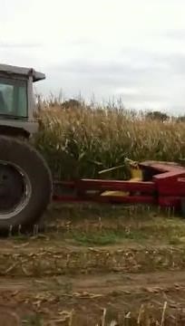chopping corn with horning processor
