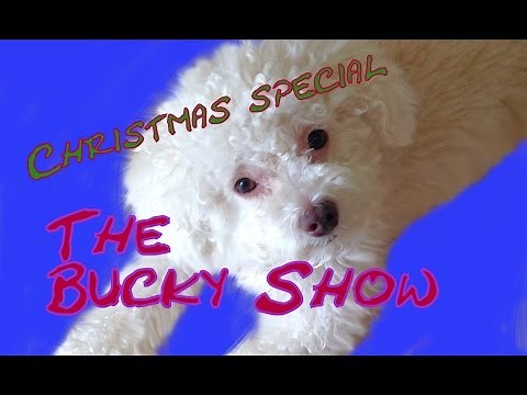 Bucky Show Christmas Music Video - Polar Puppy